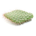 Opuntia polyacantha var. erinacea