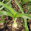 Albuca bracteata - Pregnant Onion