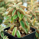 Peperomia asperula