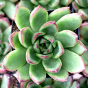 Echeveria 'Cimette' - November