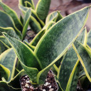 Sansevieria trifasciata 'Futura Superba'