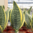 Sansevieria trifasciata 'Futura Superba' [extra large]