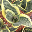 Sansevieria trifasciata 'Futura Superba' [extra large] - Top View