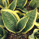 Sansevieria trifasciata 'Futura Superba'