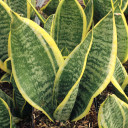 Sansevieria trifasciata 'Futura Superba'