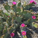 Opuntia 'Fiesta' Prickly Pear (bloom)