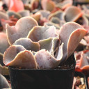 Echeveria 'Violacina' - January