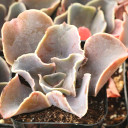 Echeveria 'Violacina' - January