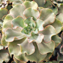 Echeveria 'Violacina' - September