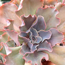 Echeveria 'Violacina' - October