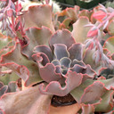 Echeveria 'Violacina' - October