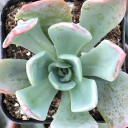 Echeveria 'Candise'