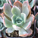Echeveria 'Candise'