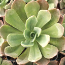 Echeveria 'Candise' - September