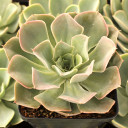 Echeveria 'Green Pearl' [large]