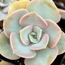Echeveria 'Green Pearl' - August