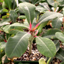 Euphorbia viguieri [large] - September