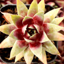 Sempervivum SuperSemp® 'Emerald' - January