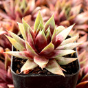Sempervivum SuperSemp® 'Emerald' - January