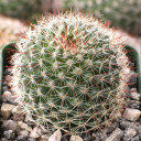 Mammillaria limonensis [large] - October