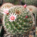 Mammillaria limonensis [large] - October