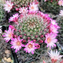 Mammillaria limonensis [large] - March