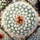 Parodia scopa ssp. scopa - Silver Ball Cactus