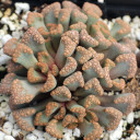 Titanopsis hugo-schlechteri [large]