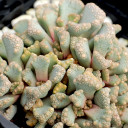 Titanopsis hugo-schlechteri [large]