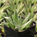 Orostachys fimbriata - Dunce Cap - October