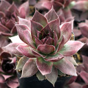 Sempervivum SuperSemp® 'Onyx' - October
