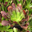Aeonium arboreum 'Atropurpureum' - December