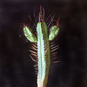 Euphorbia enopla [cutting]