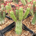 Euphorbia enopla [large] [limited] - December