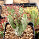Euphorbia enopla [large] [limited] - December