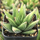Haworthia sordida x scabra - December