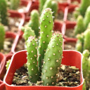 Opuntia monacantha f. monstruosa - Joseph's Coat - January