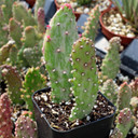 Opuntia monacantha f. monstruosa - Joseph's Coat - May
