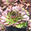 Sempervivum 'Marietta' - January