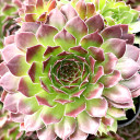 Sempervivum 'Marietta' - January