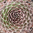 Sempervivum 'Rauhreif'