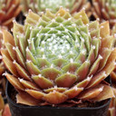 Sempervivum 'Rauhreif' - July