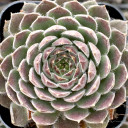 Sempervivum 'Winter Beauty'