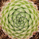 Sempervivum 'Winter Beauty' - July