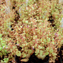 Plectranthus prostratus - String of Pillows - July