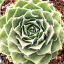 Sempervivum 'Ann Christy' - January