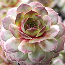 Sempervivum 'Bloody Mary'