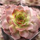 Sempervivum 'Bloody Mary' - January