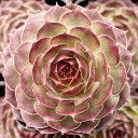Sempervivum 'Bloody Mary' - January