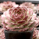 Sempervivum 'Bloody Mary' - January